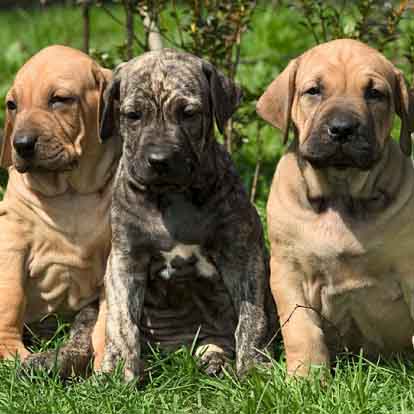 Three Fila Brasileiro Cute Puppies Paw