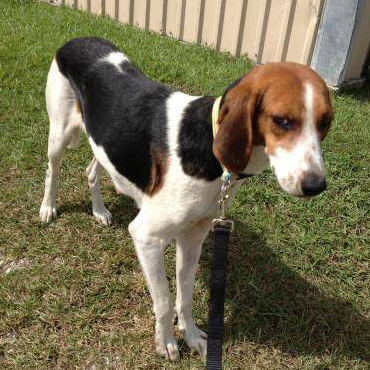 running walker coonhound