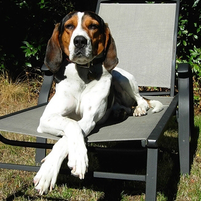 running walker coonhound