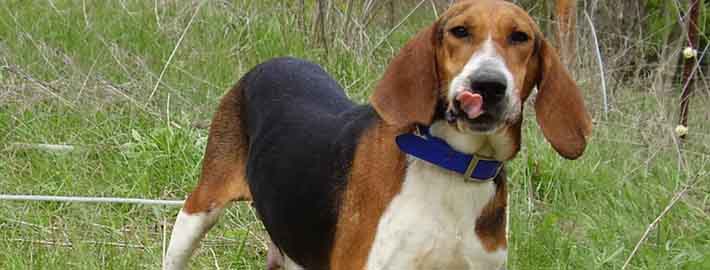 Treeing Walker Coonhound Breed Guide - Learn about the Treeing Walker ...