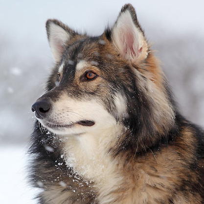 Utonagan Breed Guide - Learn about the Utonagan.