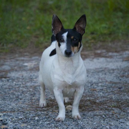 bull terrier teddy bear