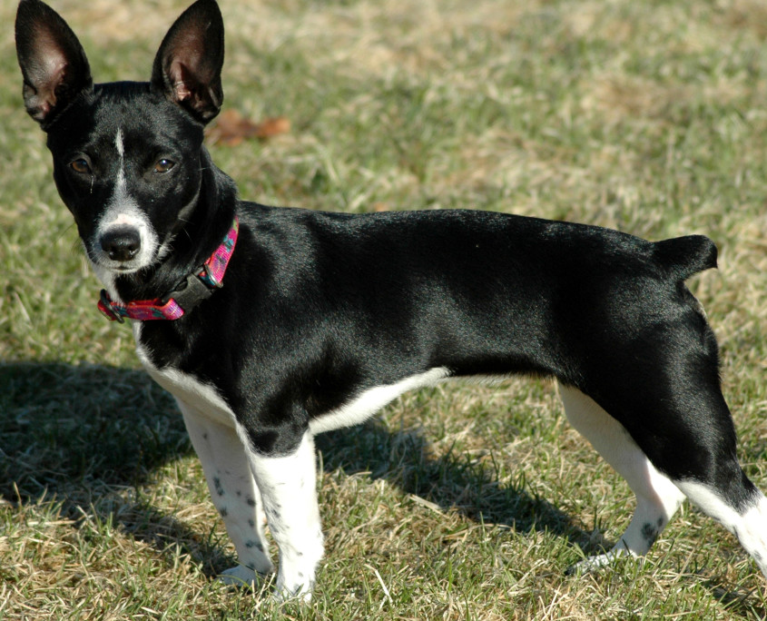teddy roosevelt terrier cost