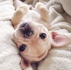 Cute French Bulldog