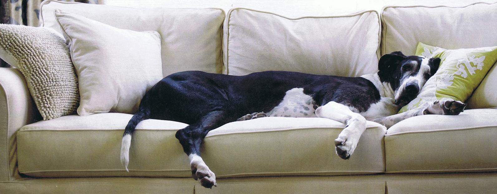 Great Dane on the Couch