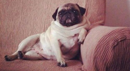 Pug the Couch Potato