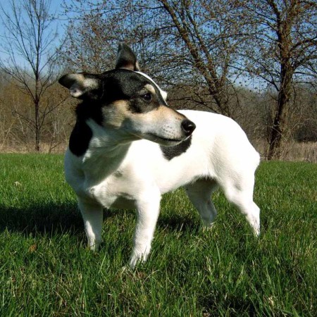 teddy roosevelt terrier near me