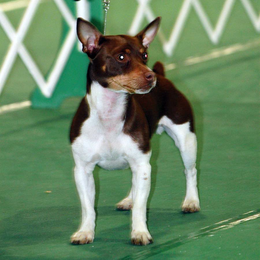 teddy roosevelt terrier