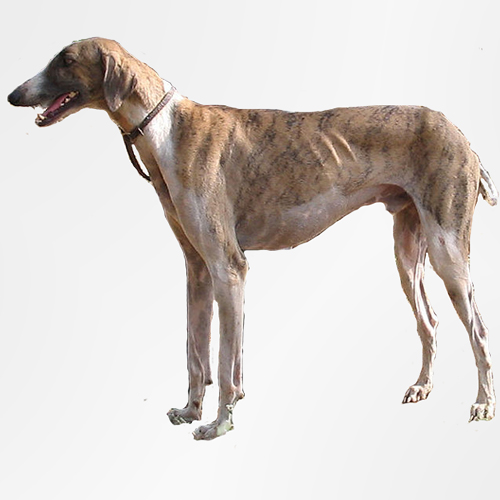 the mudhol hounds information