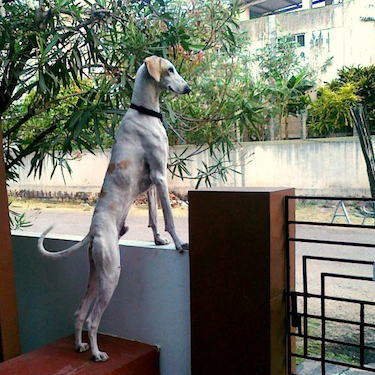 mudhol hound