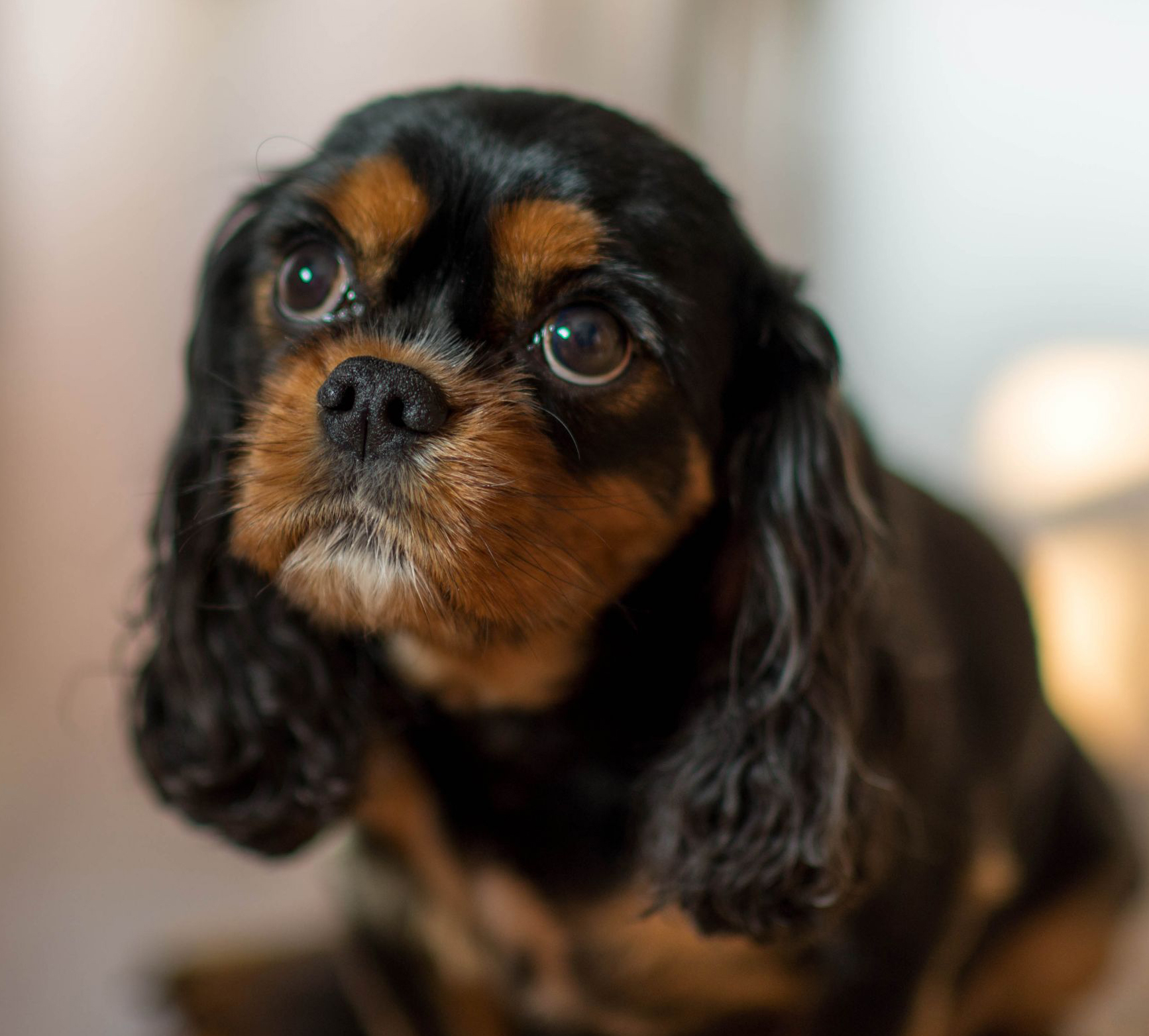 Black Cavalier king charles spaniel Pet Paw