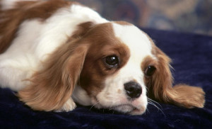 Very Cute Cavalier-King-Charles-Spaniel