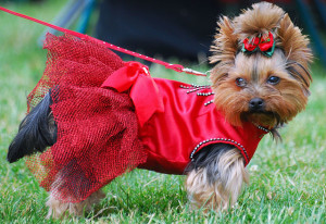 "Yorkshire terrier R 001" by I, Lilly M. Licensed under ">CC BY-SA 3.0 via Wikimedia Commons.