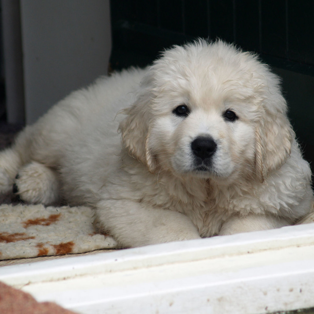 Polish Tatra Sheepdog Breed Guide - Learn about the Polish Tatra Sheepdog.