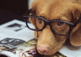 Intelligent Dog Breeds