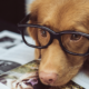 Intelligent Dog Breeds