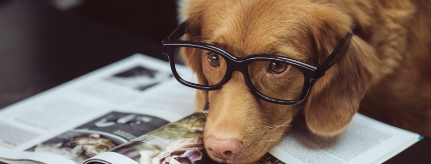 Intelligent Dog Breeds